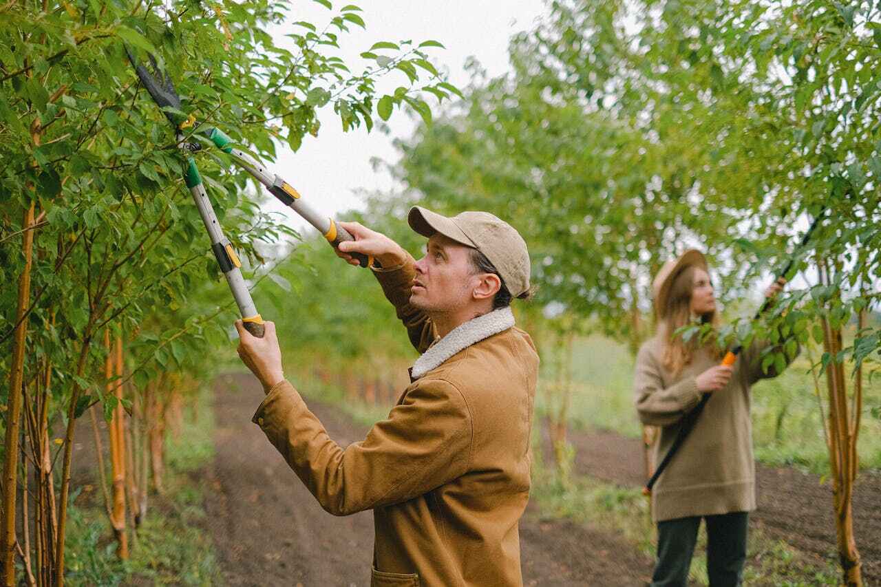 The Steps Involved in Our Tree Care Process in Lincoln City, OR